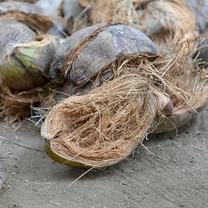 organic garden soil amendment coconut coir coco peat coir fiber pith coconut husk plant seed starter
