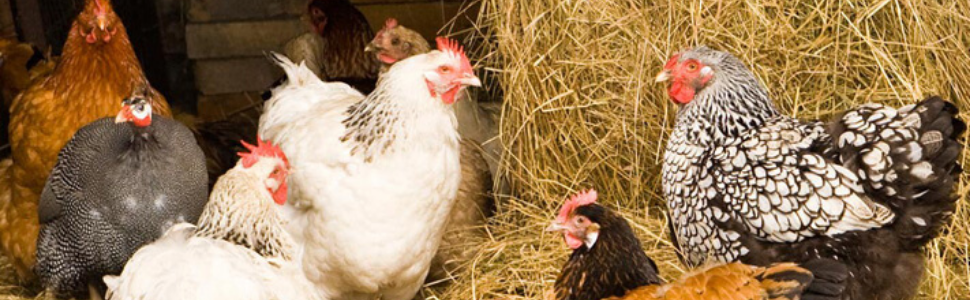 birds galvanized eggs nests liner chickens rollout pads bedding pad liners boxes roost box roosting