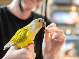 fiesta pellets prakeet treats zupreem fruit blend conure bird food bird treats parrot