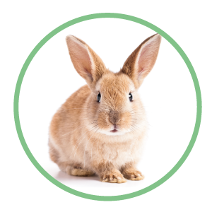 Rabbit - Cruelty Free