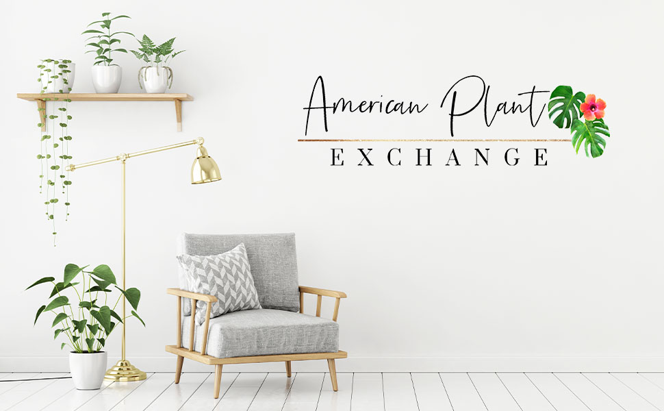 Live plants, house plants, monstera, anthurium, pothos, indoor plants, houseplants