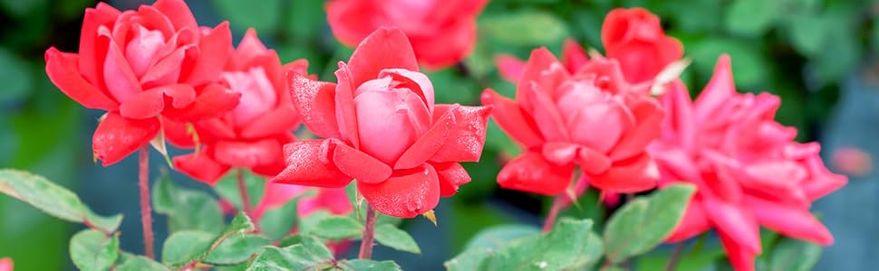 double red knock out rose