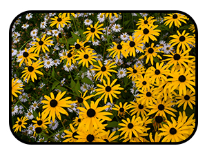 rudbeckia and aster flowers in full bloom