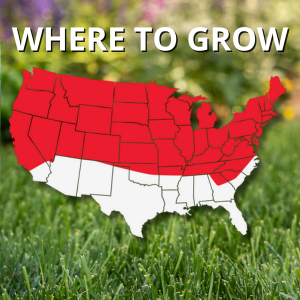 jonathan green black beauty grass seed lawn care yard
