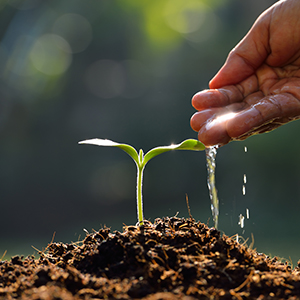 Hand pouring water on a seedling sprouting from the ground