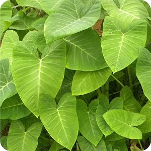 white thai constellation monstera silver magnifica neon colocasia planting outdoor scales lanting