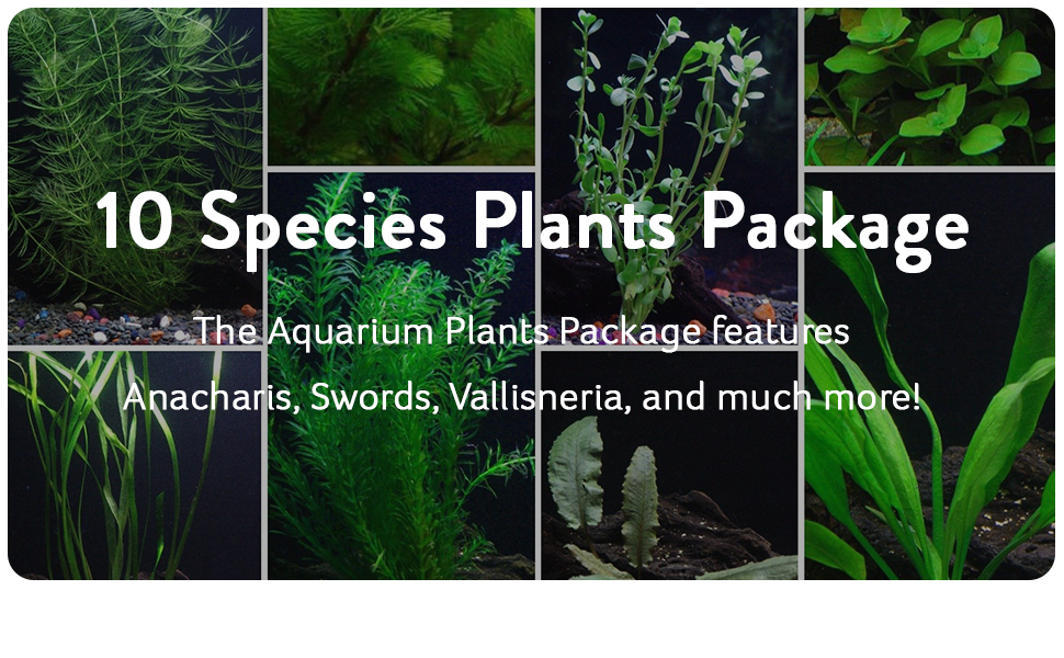 10 species plants package for fresh water aquariums