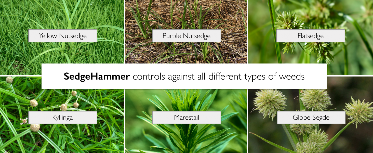 sedgehammer + plus herbicide turf weed killer garden lawn maintenance sedge hammer mixture