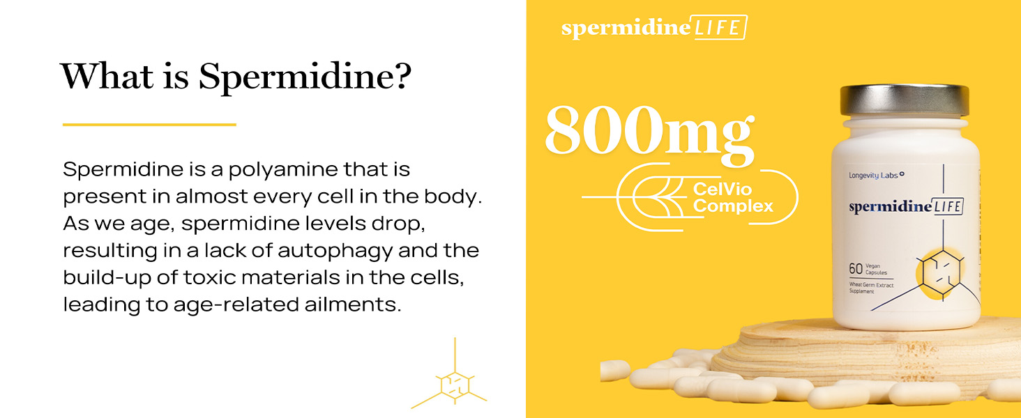 what is spermidine