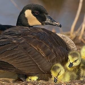 Outside with the Birds: Games, Activities, and Adventures