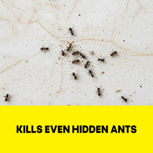 raid