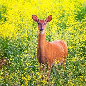 deer repellent spray for plants bobex deer spray deer away deer repellent repelente de ciervos