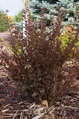 Proven Winners - Physocarpus op. Summer Wine (Ninebark) Shrub, red foliage, #2 - Size Container