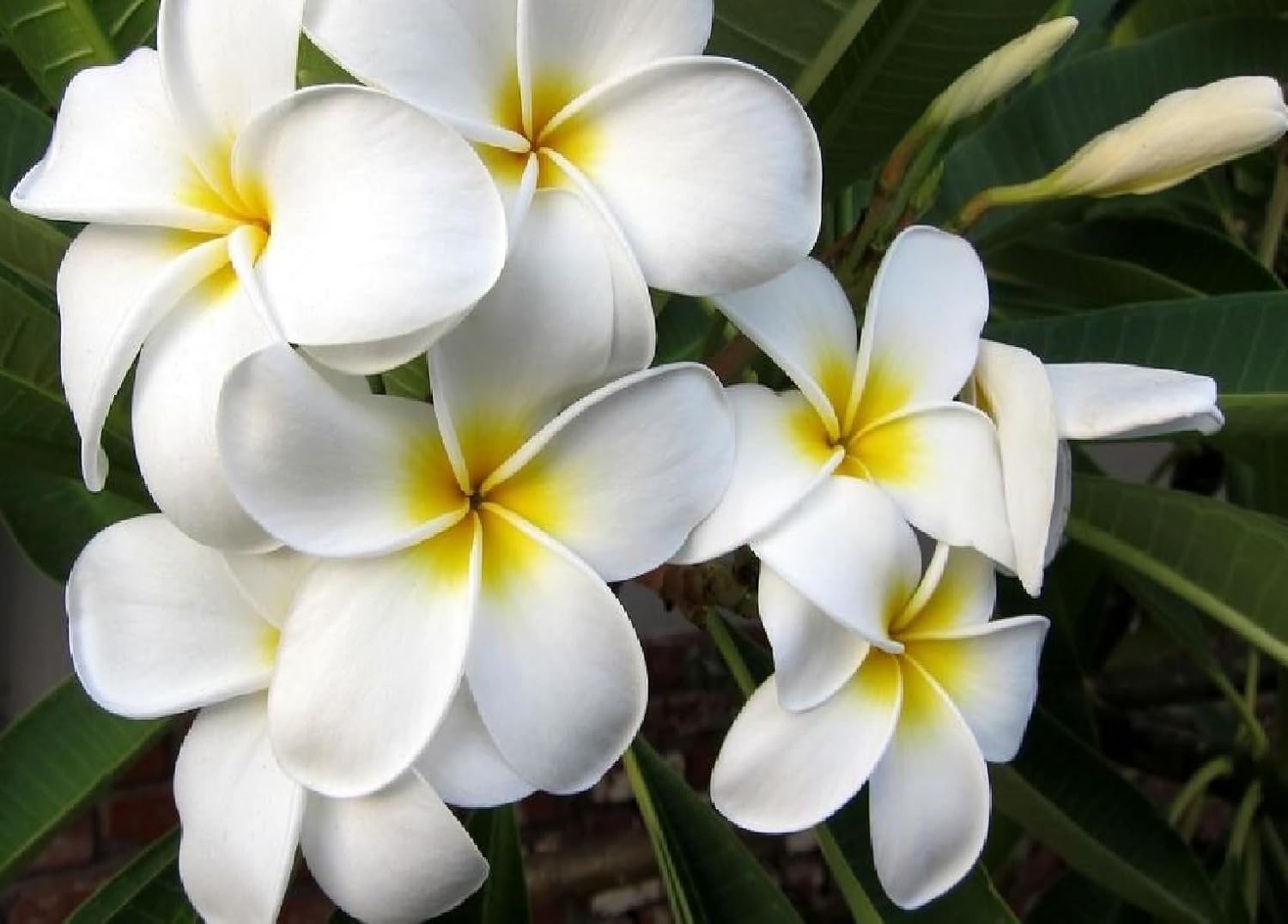 2 White Plumeria Cutting From Big Island of Hawaii | Lei Making Flowers 9-12 Inches Indoor Outdoor Plants