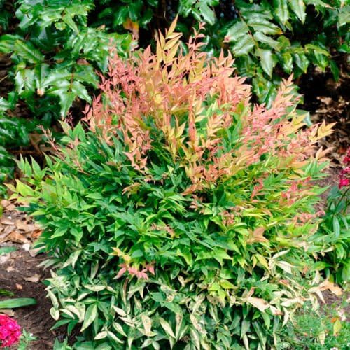 Nandina 'Gulf Stream' - 1 Gallon (Nandina domestica 'Gulf Stream')