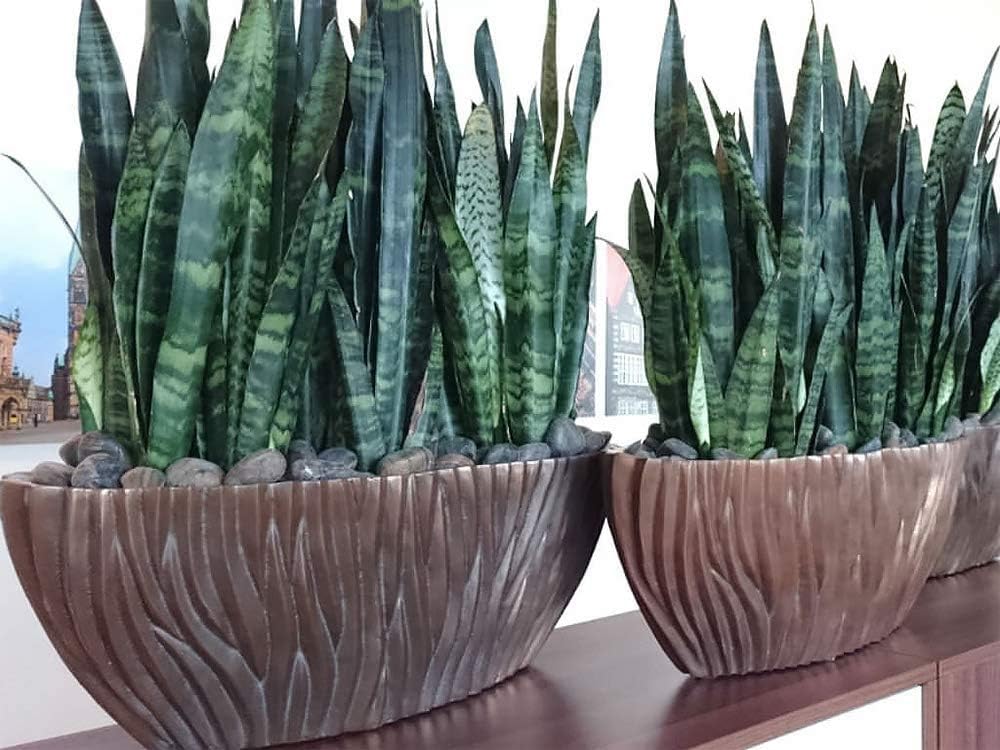 American Plant Exchange Snake Plant – Medium 6-Inch Pot Yellow Sansevieria Trifasciata, Drought-Tolerant, Air-Purifying Live Houseplant for Home