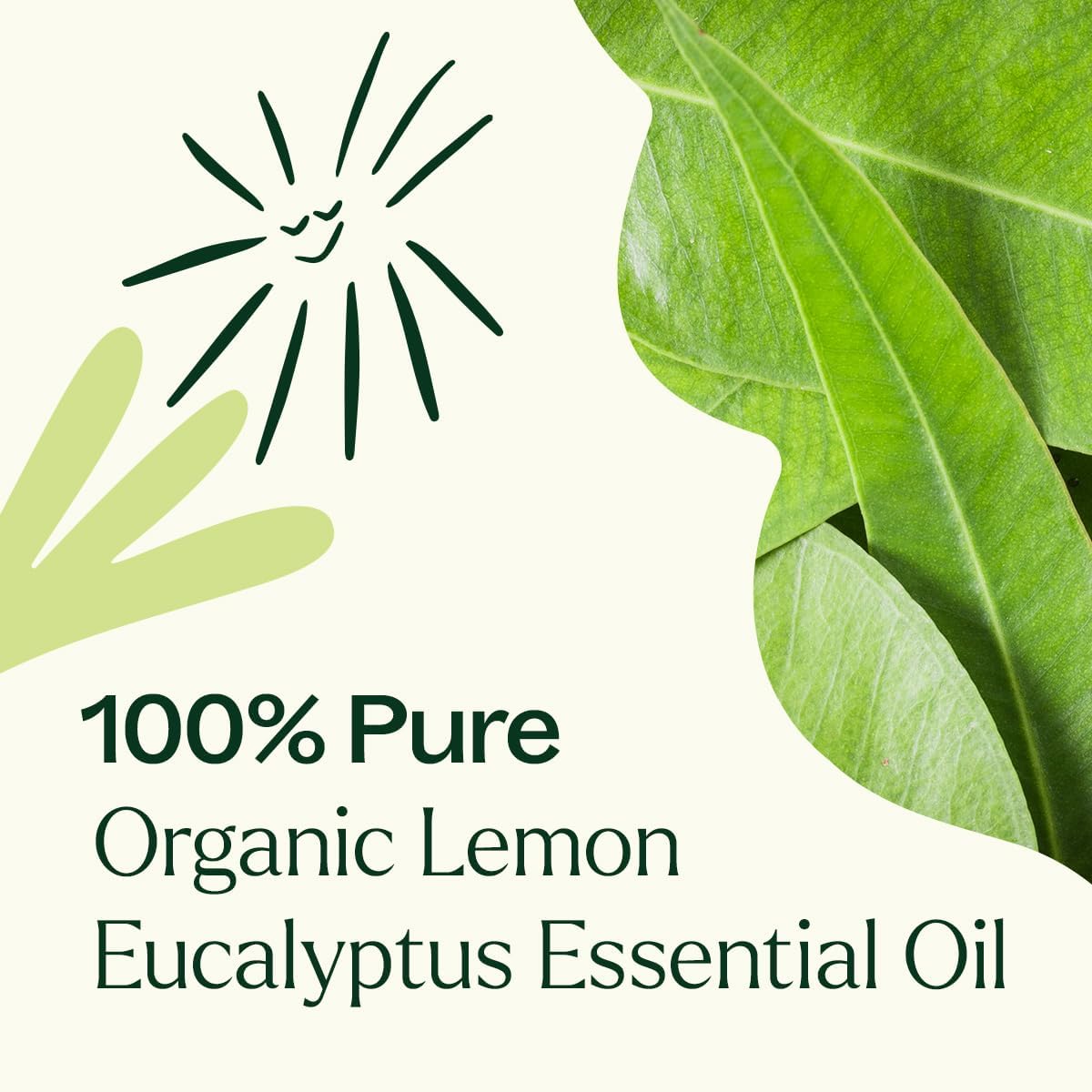 Plant Therapy Organic Lemon Eucalyptus Essential Oil 10 mL, Pure, Undiluted | Pure & Undiluted, USDA Certified Organic
