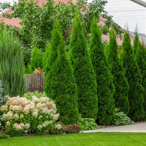 Brighter Blooms - Emerald Green Arborvitae, 2-3 ft. - No Shipping to AK, AZ, HI, OR
