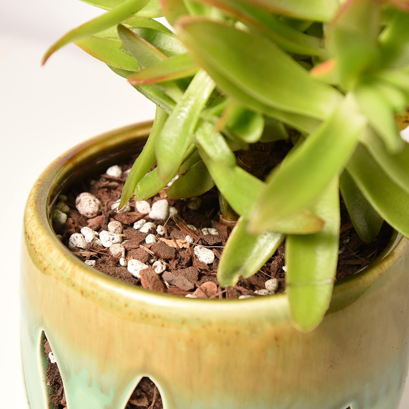 Perfect Plants Succulent & Cactus Soil, 8 qt, Organic Potting Mix | Fast draining blend of peat moss, composted pine bark, perlite and lime for the dry roots cacti love, resealable bag