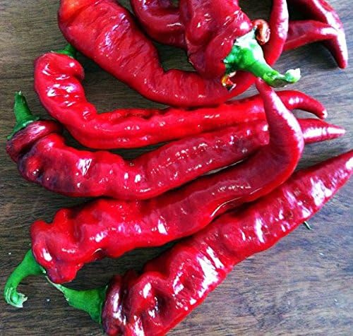30 Italian Jimmy Nardello's Sweet 12 in. Long Pepper Seeds Heirloom Non-GMO | Prolific, Juicy, Delicious From USA Capsicum annuum