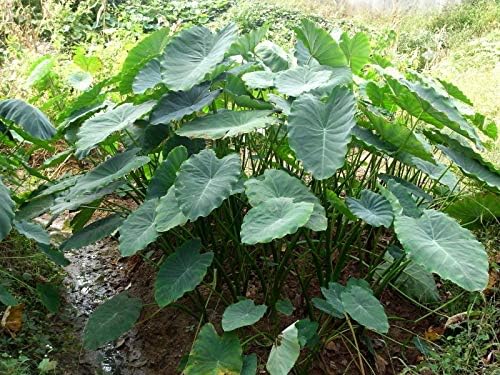Tara Garden A Bulb Giant Elephant Ear Taro Bulb Alocasia macrorrhizos Very Rare Tropical Plant