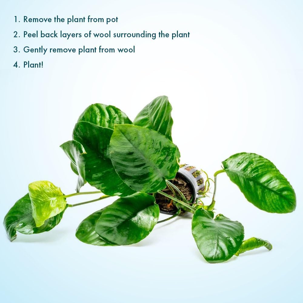 Anubias Nana Live Aquarium Plants - Potted Freshwater Plant for Fish Tanks, Terrariums - Beginner Friendly Low Light (1 Pot)