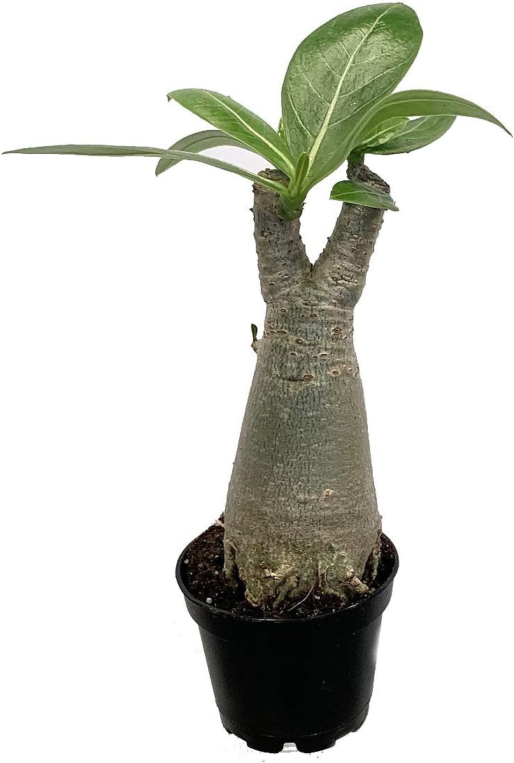 Arabic Desert Rose - Adenium arabicum - Pink Flowers - 2" Pot