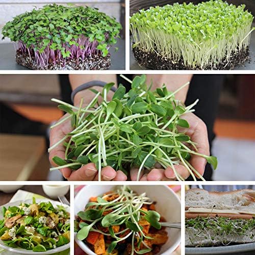 Mountain Valley Seed Co Buckwheat Seeds - 25 Lb Bulk ~300,000 Seeds