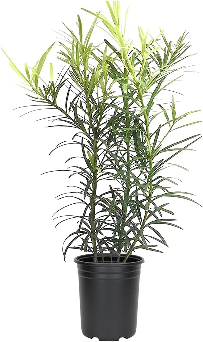 Podocarpus Japanese Yew | 10 Live Plants | Podocarpus Macrophyllus | Evergreen Shrub, Low Maintenance, Drought Tolerant, Privacy Screen Landscaping, Fast Growing, Ornamental Foliage