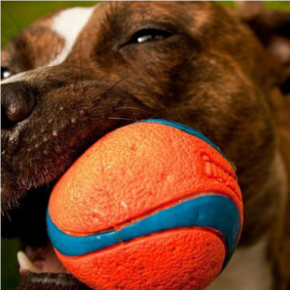 Chuckit! Ultra Ball Dog Toy - Size Large - For Dogs 60-100 lbs - Made from Durable Rubber - Super Bouncy - Floats in Water - 3-inch Diameter - Pack of 1