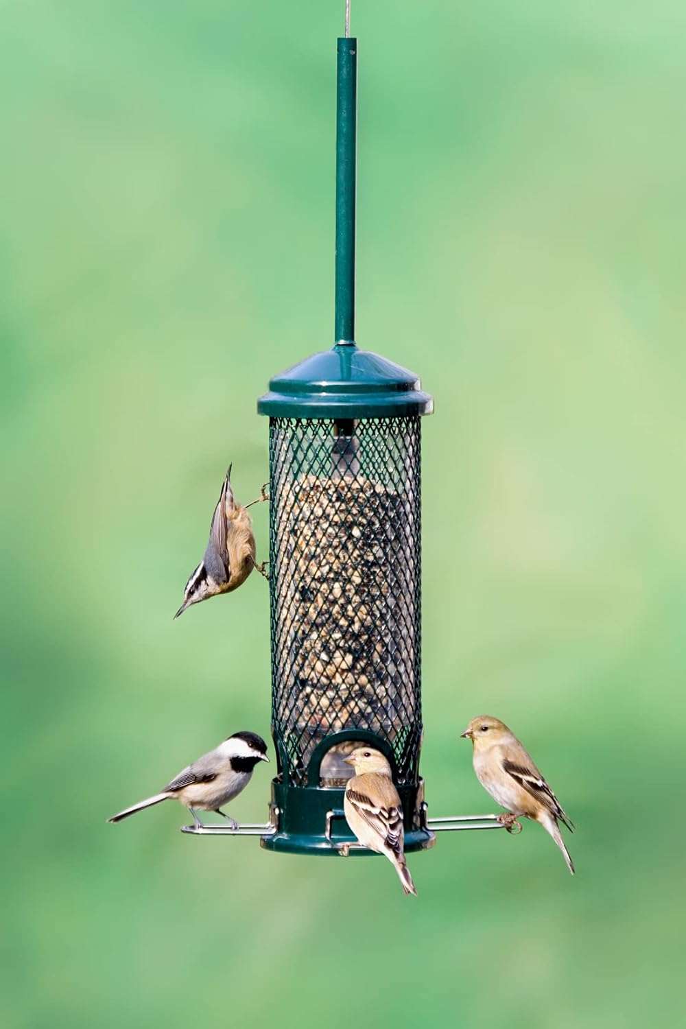 Squirrel Buster Mini Squirrel-Proof Bird Feeder for Wild Birds – 4 Metal Perches, 1 lb Seed Capacity, Chew-Proof Design, Lifetime Care