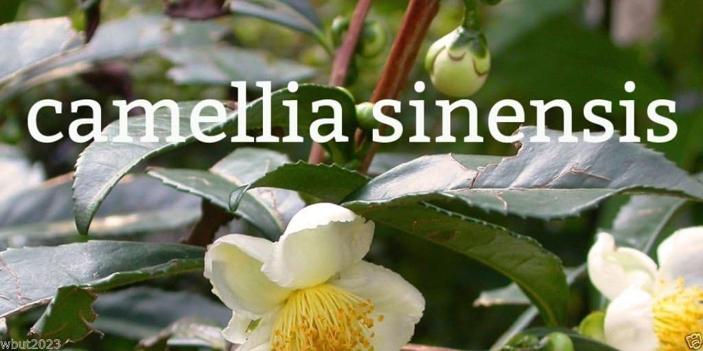 Green Tea Plant Seeds - Camellia sinensis, also known as Tea Plant, Tea Tree (10 Seeds)