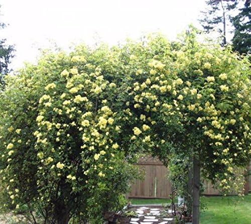 Lady Banks Yellow Climbing Rose - Live Plant - Quart Pot