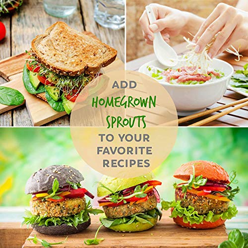 Handy Pantry Organic Whole Wheat Kernels Hard White Wheat Grain 1Lb Non-GMO | Heirloom Wheat Seeds for Hard White Wheat Berry Seeds for Sprouting Organic Wheatgrass Wheat Berry Bread Winter Wheat Seed