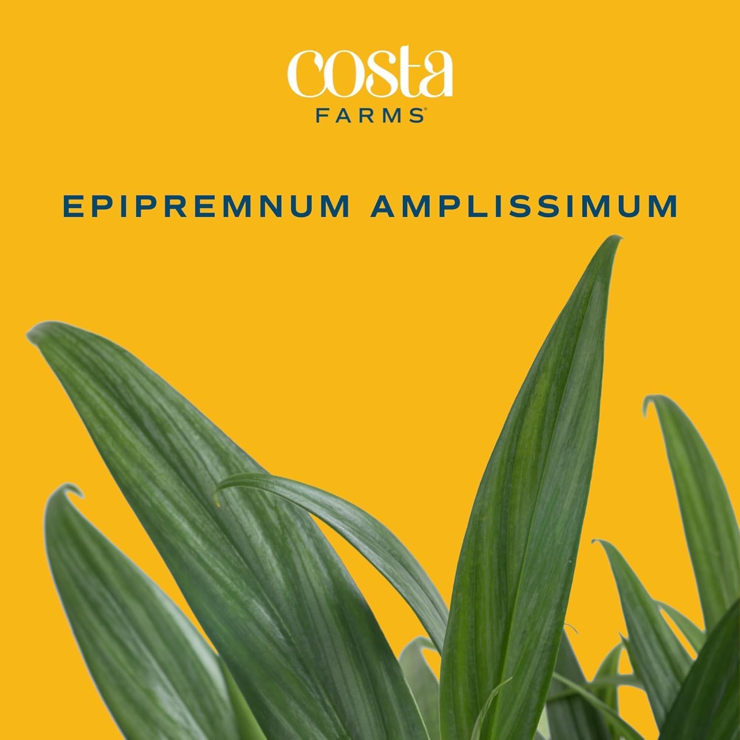 Costa Farms Golden Pothos, Live Indoor Plant, Trailing Vine, Air Purifying | Fast-growing trailing vine, one of the easiest to grow. Great indoor houseplant. Ideal housewarming or birthday gift.