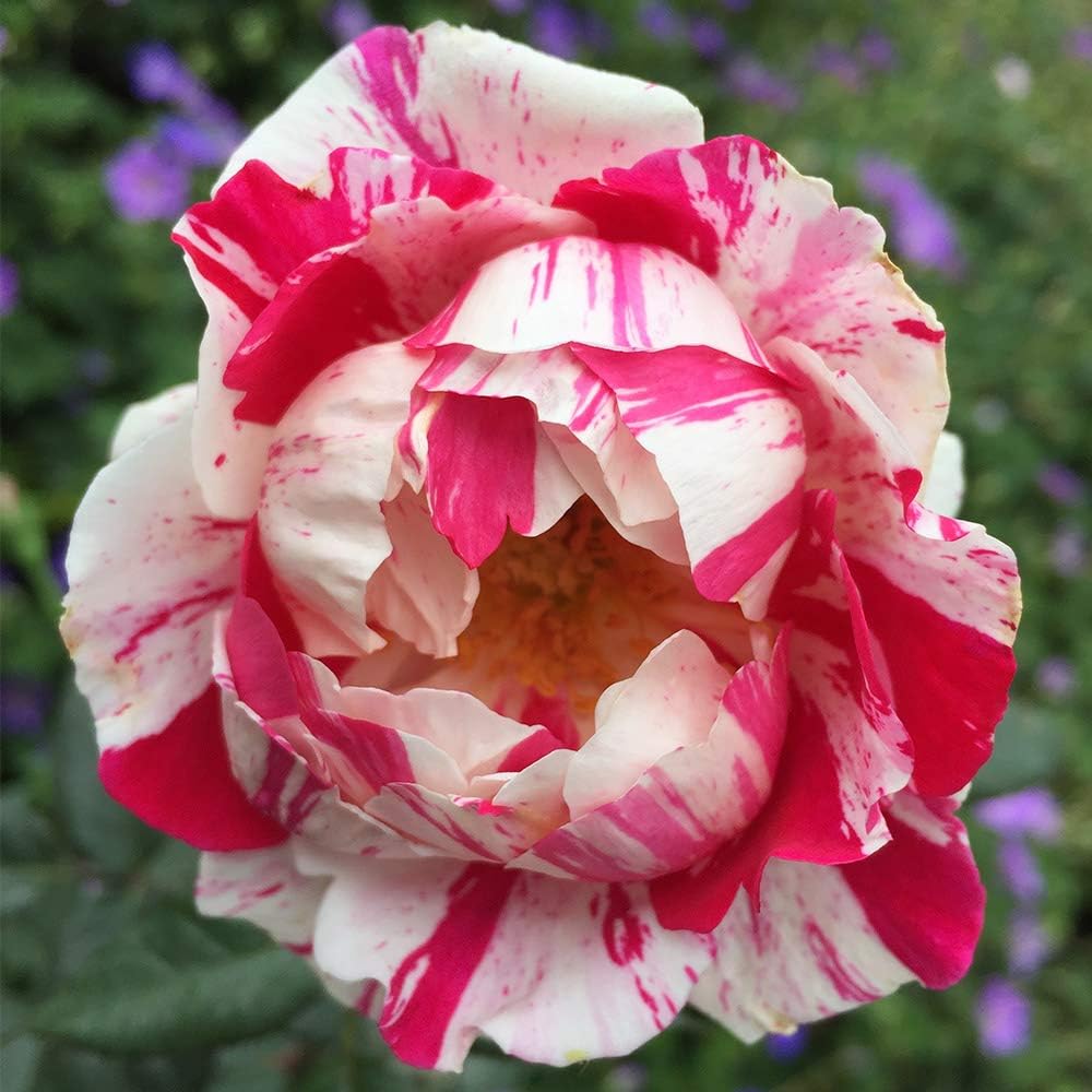 Heirloom Shrub Roses, Live Own Root Plant, Stars 'n' Stripes Forever™ | Very Fragrant, Hardiness Zones: 5-10, Continual Blooming