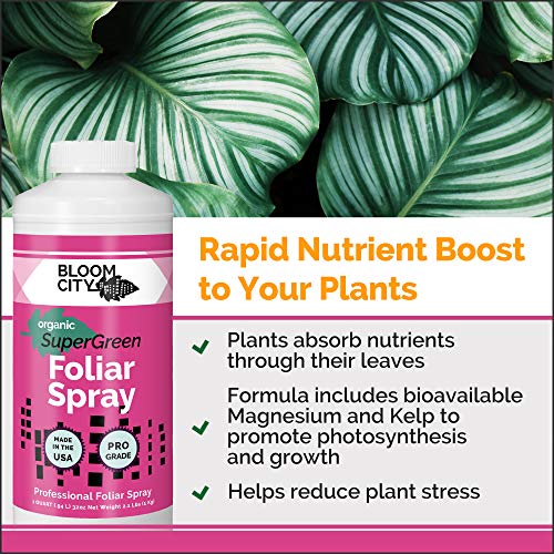 Bloom City Supergreen Organic Kelp Foliar Spray – Liquid Plant Supplement for Faster Nutrient Uptake, Greener Leaves & Vigorous Growth, 32 oz
