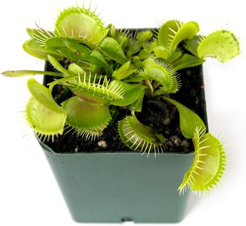 Sprig & Stone Carnivorous Plant Dionaea muscipula (Venus Fly Trap)