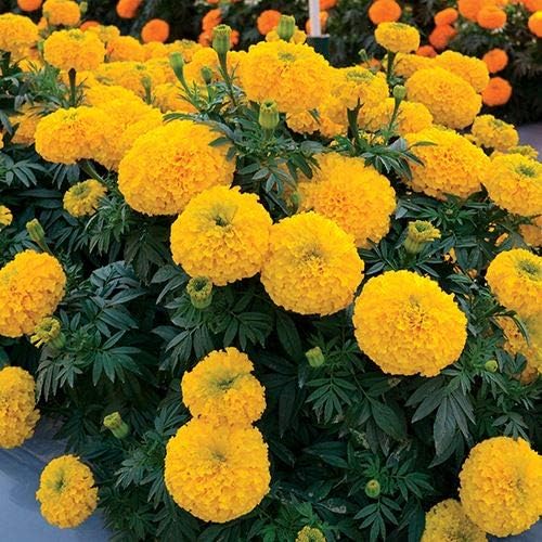 Park Seed Whopper Mix Marigold Flower Seeds – Giant 4-Inch Double Blooms in Yellow, Gold & Orange, Compact and Weather-Resistant Plants, Easy to Grow for Beds or Containers – Pack of 25