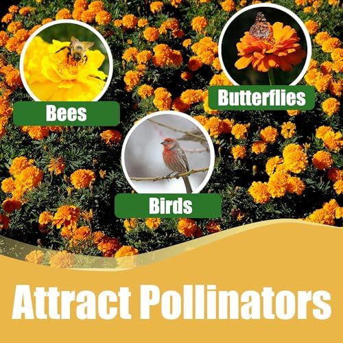 Park Seed Whopper Mix Marigold Flower Seeds – Giant 4-Inch Double Blooms in Yellow, Gold & Orange, Compact and Weather-Resistant Plants, Easy to Grow for Beds or Containers – Pack of 25