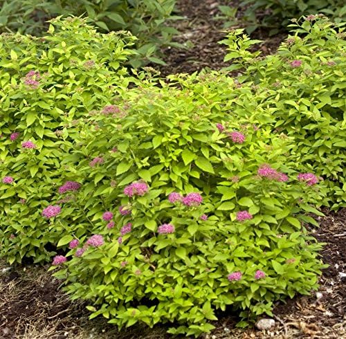 Proven Winners - Spiraea jap. Double Play Gold (Spirea) Shrub, , #3 - Size Container