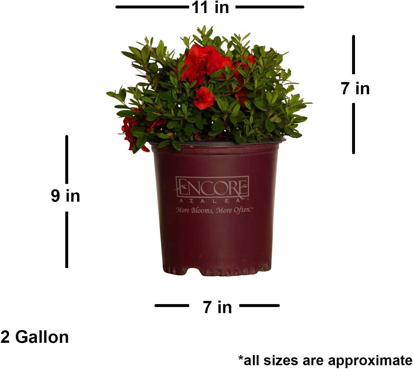 Encore Azalea Autumn Embers (1 Gallon) Red - Orange Flowering Shrub - Full Sun Live Outdoor Plant