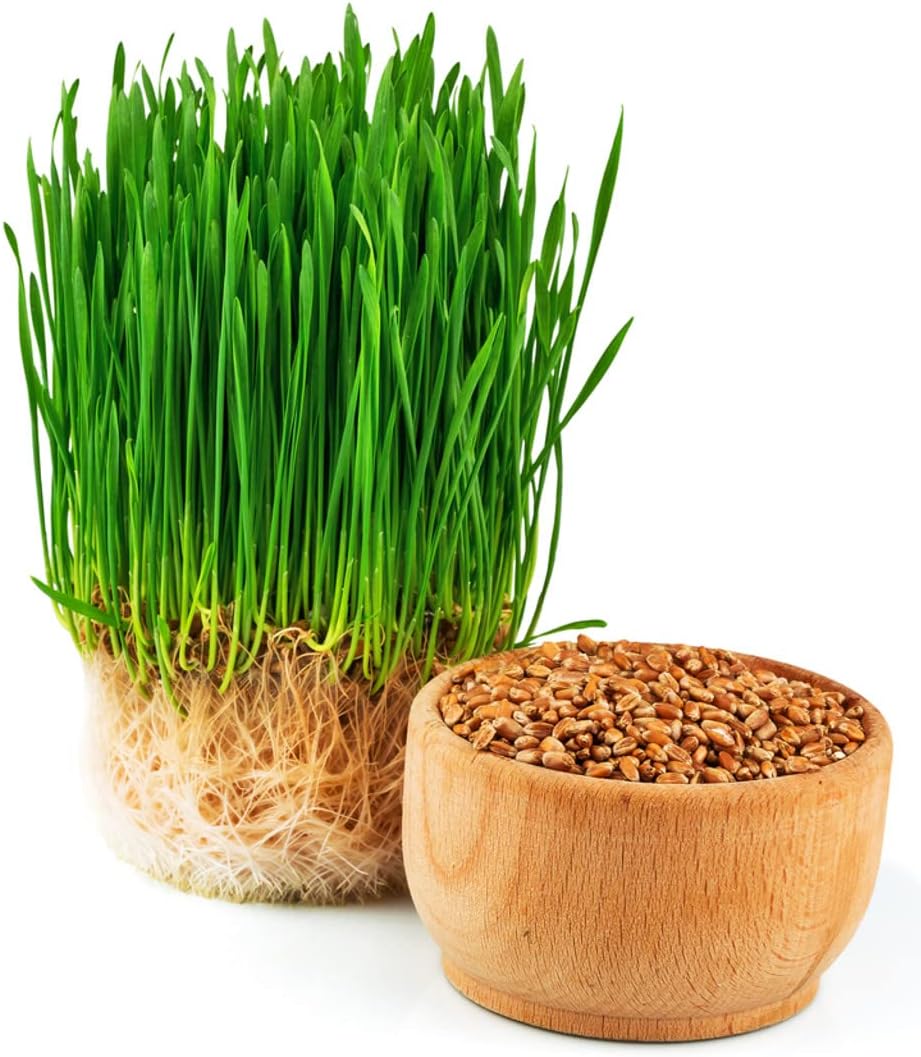Todd's Seeds Hard Red Wheatgrass Seeds, 5 lb Bulk – Non-GMO | Hard Red Winter Wheat variety. Bulk 5 lb supply. High germination rate. Grow in soil or hydroponics. USA packed.