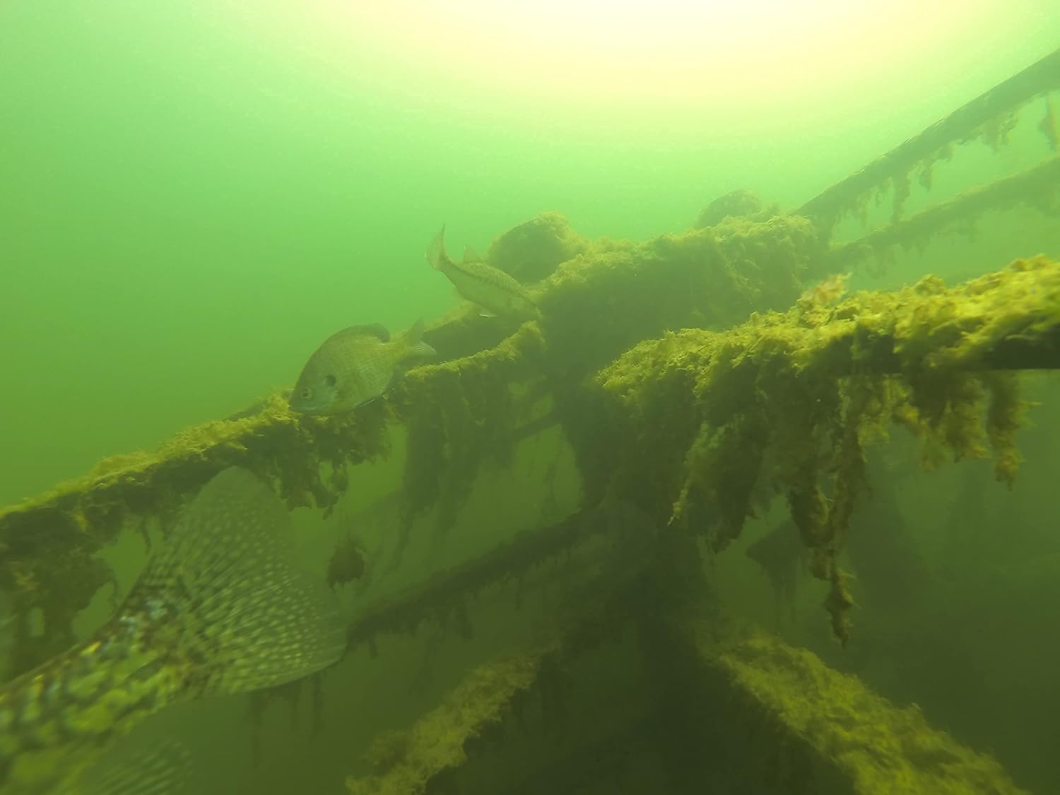 Trophy Tree Artificial Fish Habitats for Lakes and Ponds