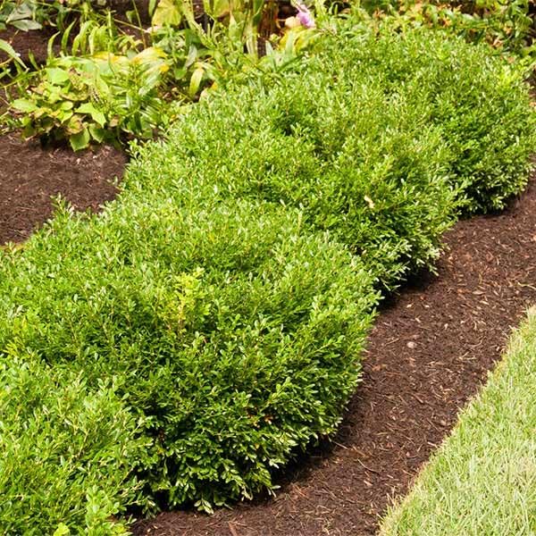 Brighter Blooms Soft Touch Holly Shrub, 3 Gallon | No Shipping to AK, AZ, HI, OR