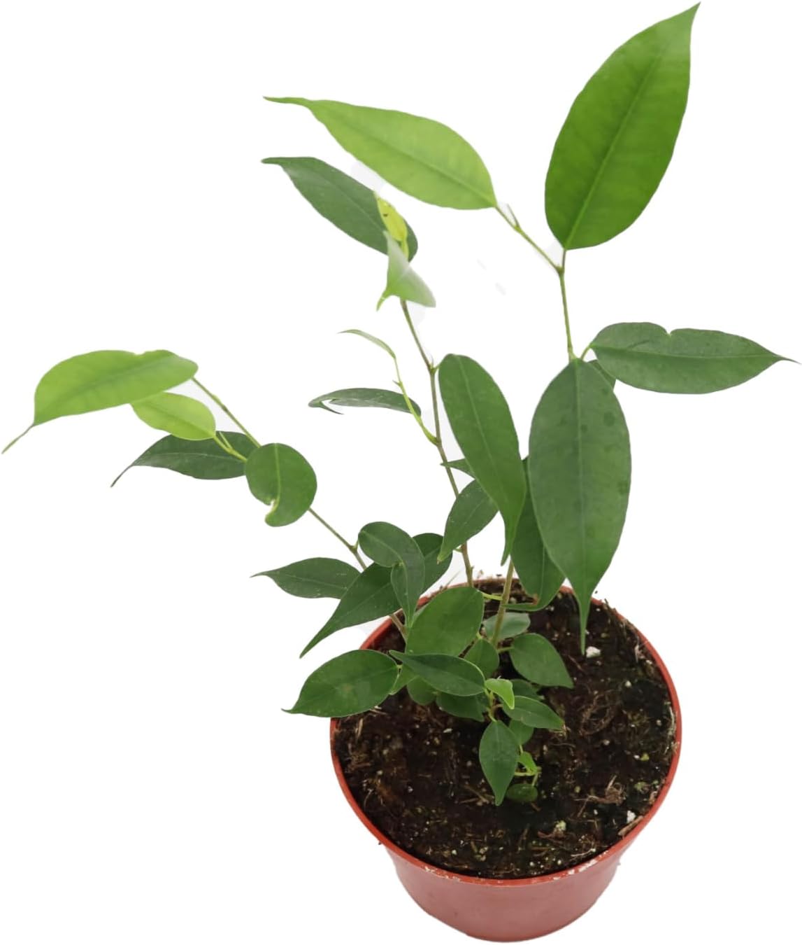 Ficus Benjamina Weeping Fig - 4'' from California Tropicals
