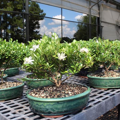 Brussel's Live Gardenia Outdoor Bonsai Tree - 6 Years Old, 10" to 14" Tall with Decorative Container | Live Bonsai Tree, Gardenia, Outdoor, 6-Year Old