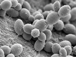 Close-up render of Saccharomyces boulardii beneficial yeast labeled 250mg per serving