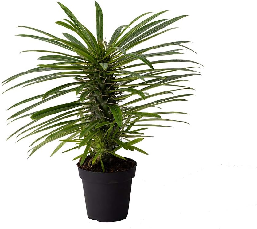 American Plant Exchange Live Madagascar Palm Tree, Plant Pot for Home and Garden Decor, 4" Pot