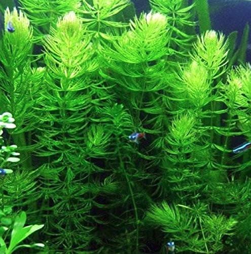 Hot Sale! Hornwort (Ceratophyllum demersum) - Bunch Aquatic Plant